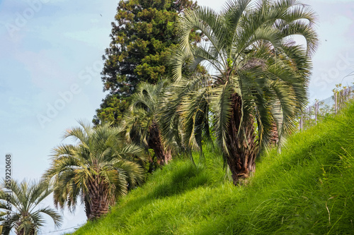 Beautiful date palm trees in Batumi botanical garden  Georgia