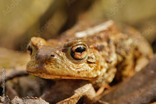 Erdkröte