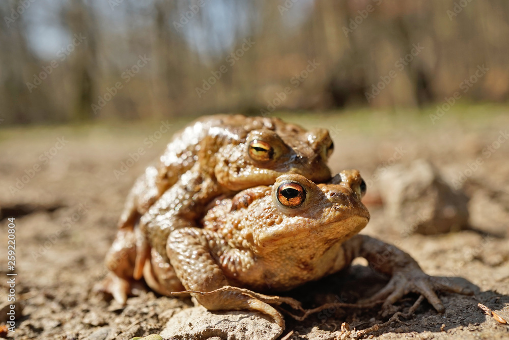 Erdkröte bei der Paarung Stock Photo Adobe Stock