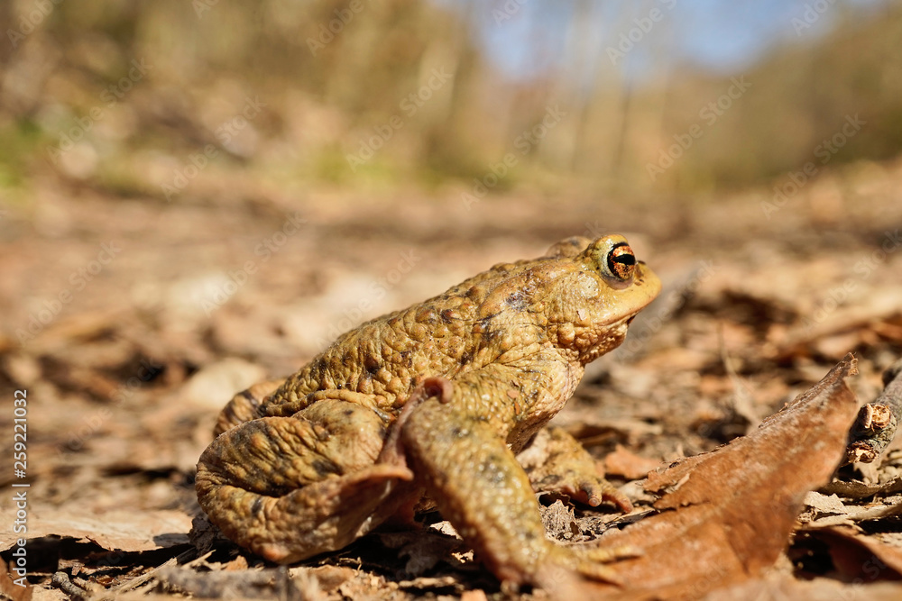 Erdkröte Erdkröte
