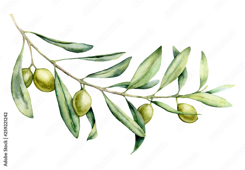 Watercolor green olive branch set. Hand painted floral illustration with  olive fruit and tree branches with leaves isolatedon white background. For  design, print and fabric. Stock Illustration
