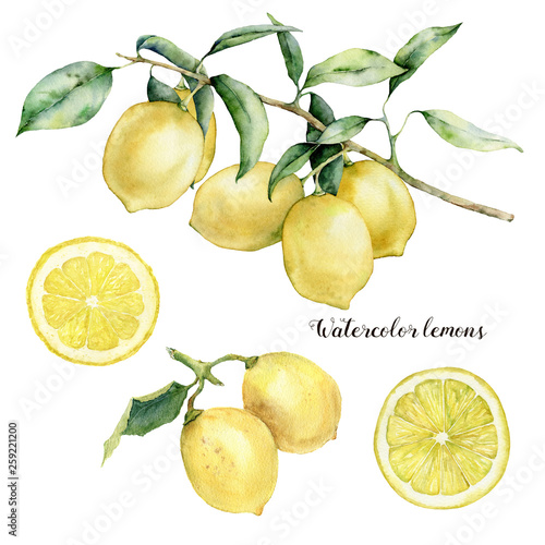 Watercolor lemon branch, lemons and slice set. Hand painted lemon fruit on branch with slice isolated on white background. Floral botanical illustration for design, print.