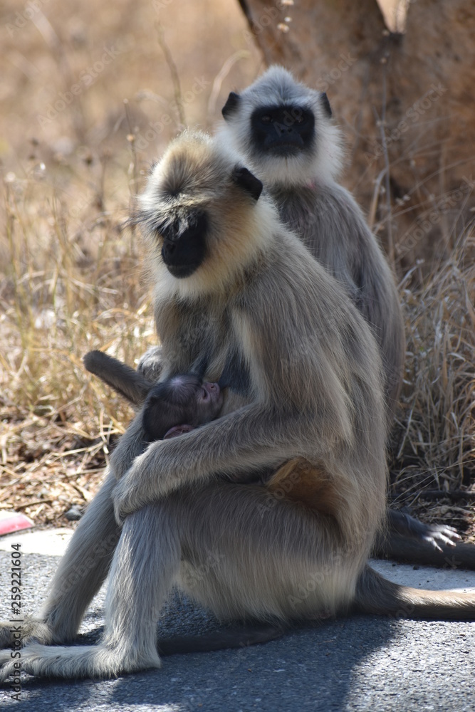 A small Nuclear  Family of Languirs
