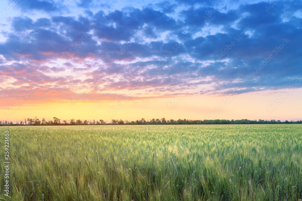 beautiful wheat field at sunset / agriculture fields of Ukraine countryside