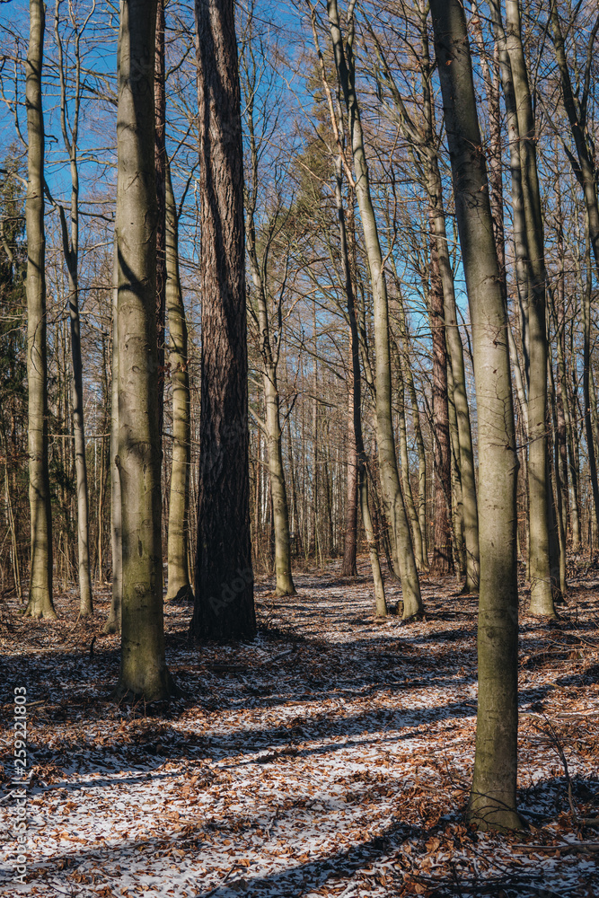 temperate broad-leaf forests in Poland temperate broad-leaf forests in Poland