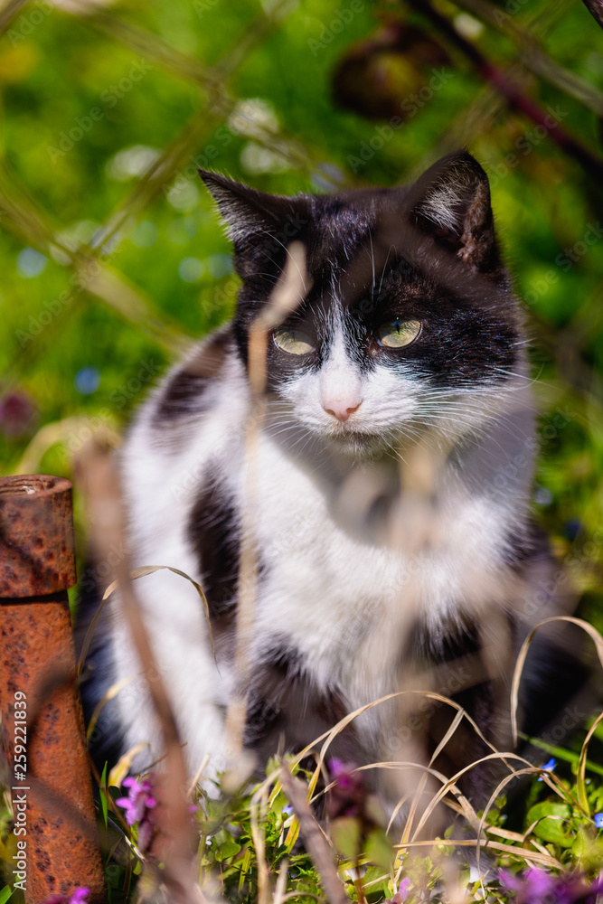 Beautiful cat is sitting behind a fence on a background of green grass, closeup