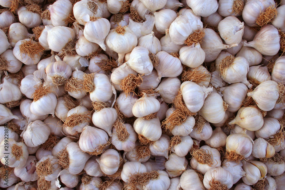 garlics garlics