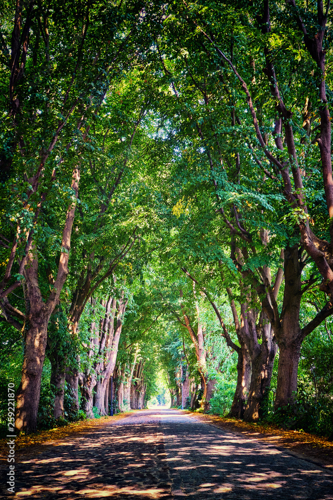 Green avenue with old trees.