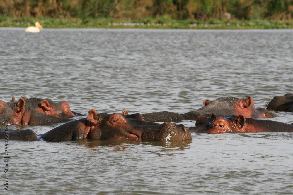 Family of Hippopotamus, Hippopotamus amphibius, partially submerged in water, Lake Naivasha, Kenya Family of Hippopotamus, Hippopotamus amphibius, partially submerged in water, Lake Naivasha, Kenya