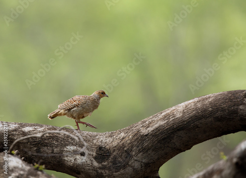 Grey francolin on a fallen tree at Ranthambore National Tiger Reserve