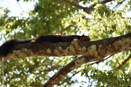 "Best thing is to rest in scorching summer" Malabar Giant Squirrell