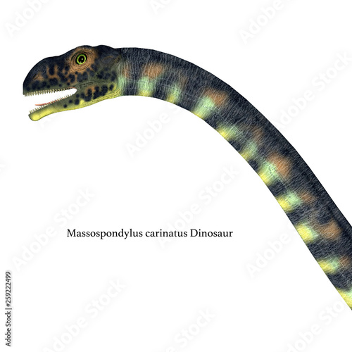 Massospondylus Dinosaur Head with Font - Massospondylus was a herbivorous prosauropod dinosaur that lived in South Africa during the Jurassic Period. photo