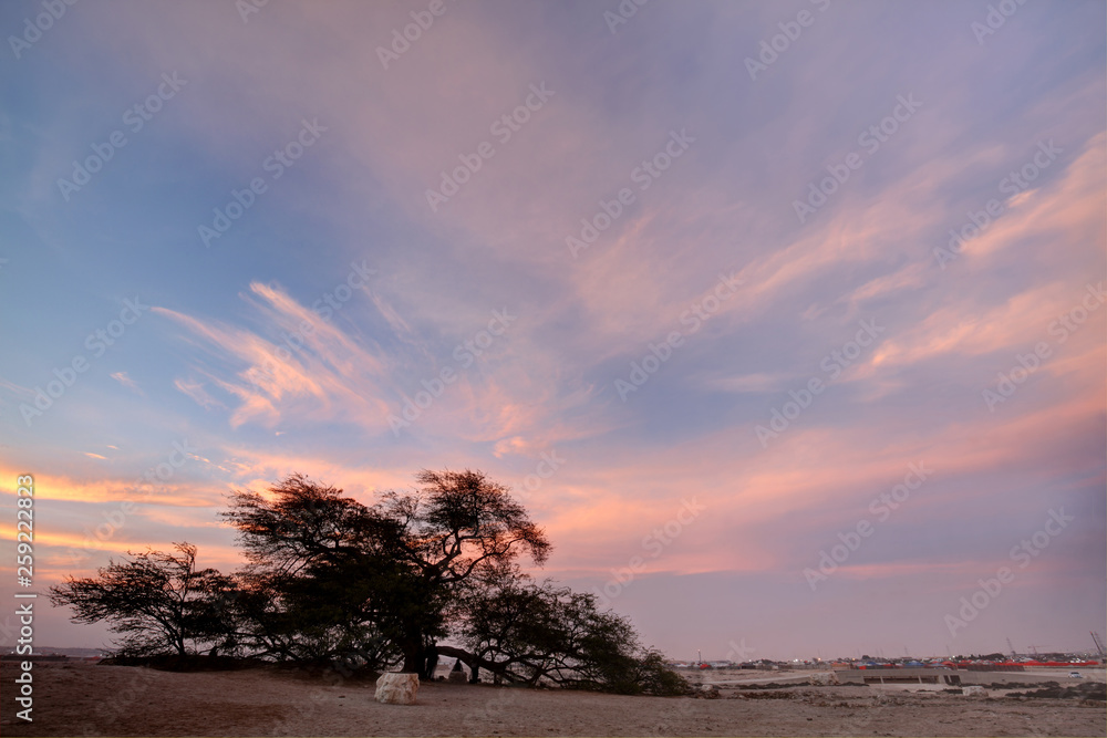 A 400 year-old mesquite tree called as Tree of Life during sunset, Bahrain 