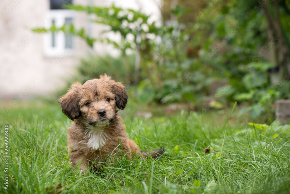Little, lovely, fluffy, cute brown puppy is left alone on at home garden. Concept of abandoned domestic animals and pets. Curious, obedient dog. Concept of discovering the world, everything is new