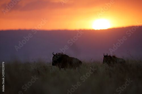 Silhouette of wildebeest during dusk, Masai Mara, kenya © Dr Ajay Kumar Singh