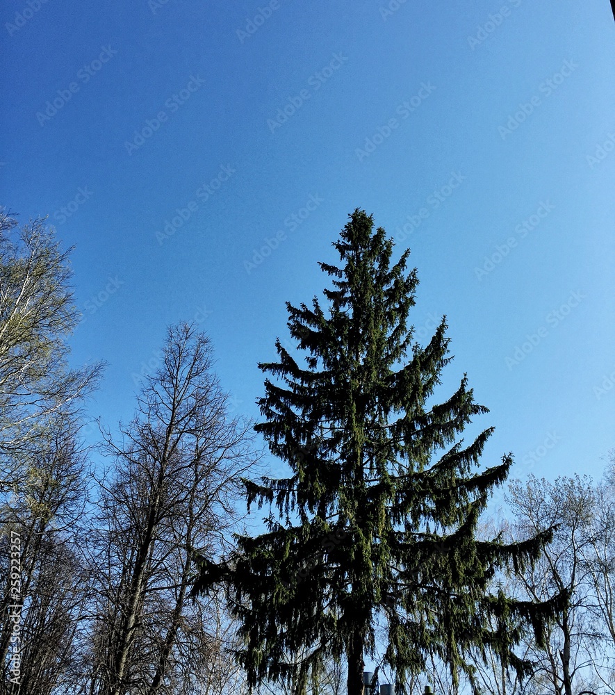Obraz premium pine tree