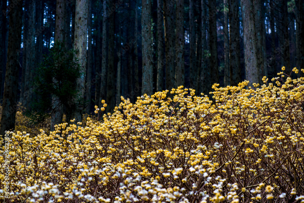 Obraz premium 九重のミツマタ