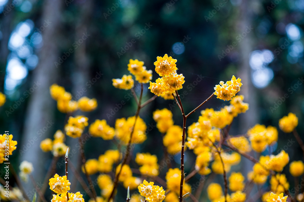 Obraz premium 九重のミツマタ