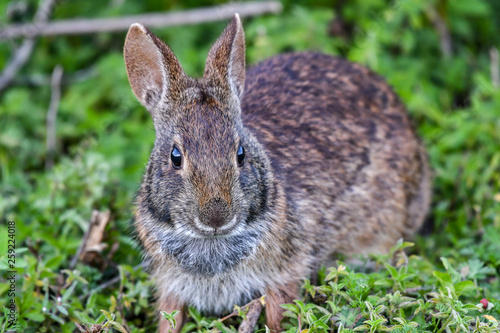 Marsh rabbit eating grass in central Florida © Karyn