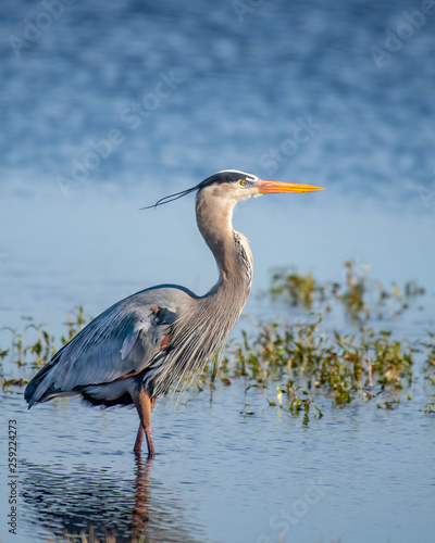 Fotografie Great blue heron standing at the edge of a lake searching for food