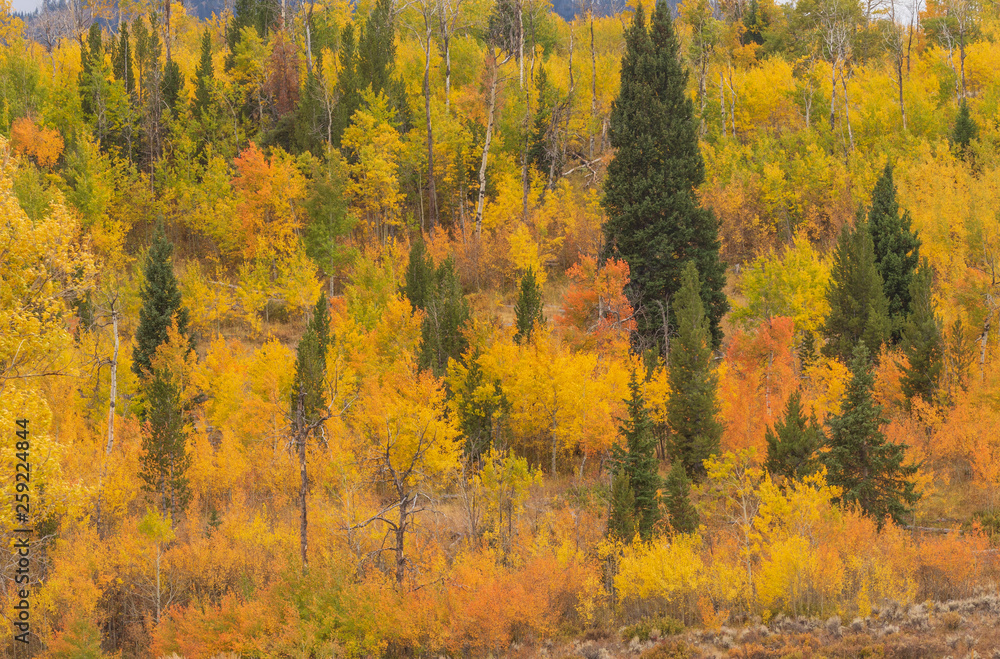 Scenic Autumn Landscape in the Tetons