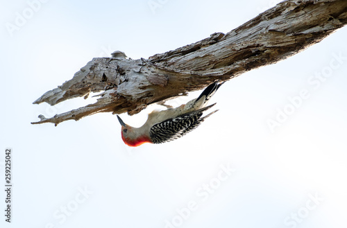 Red bellied woodpecker - male hanging upside down searching for food © Karyn