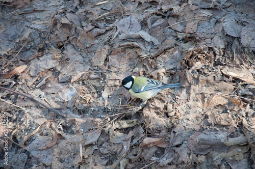 Moscow, spring, birds