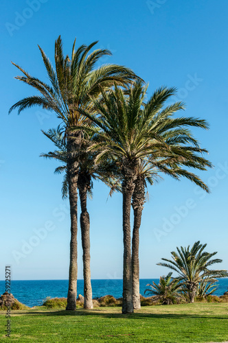 Mediterranean view with palms trees