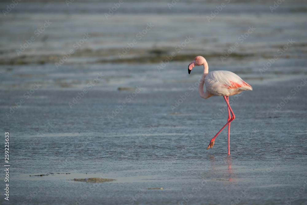 Greater Flamingo, Bahrain 