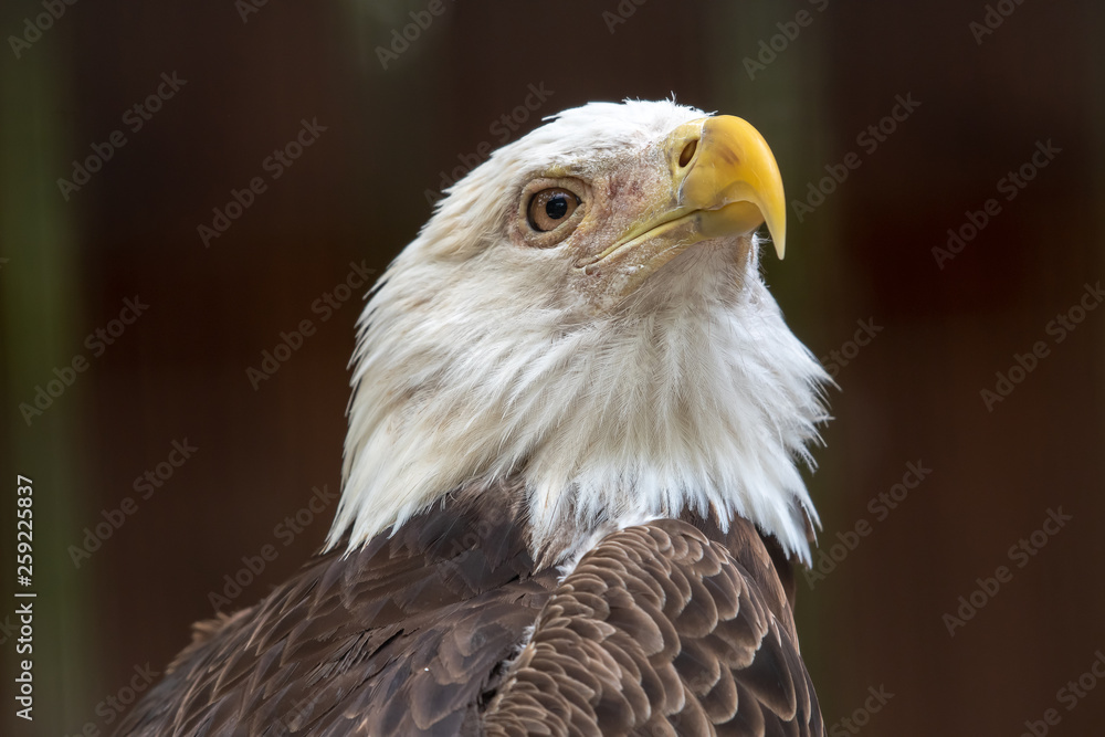 Obraz premium Portrait of a bald eagle