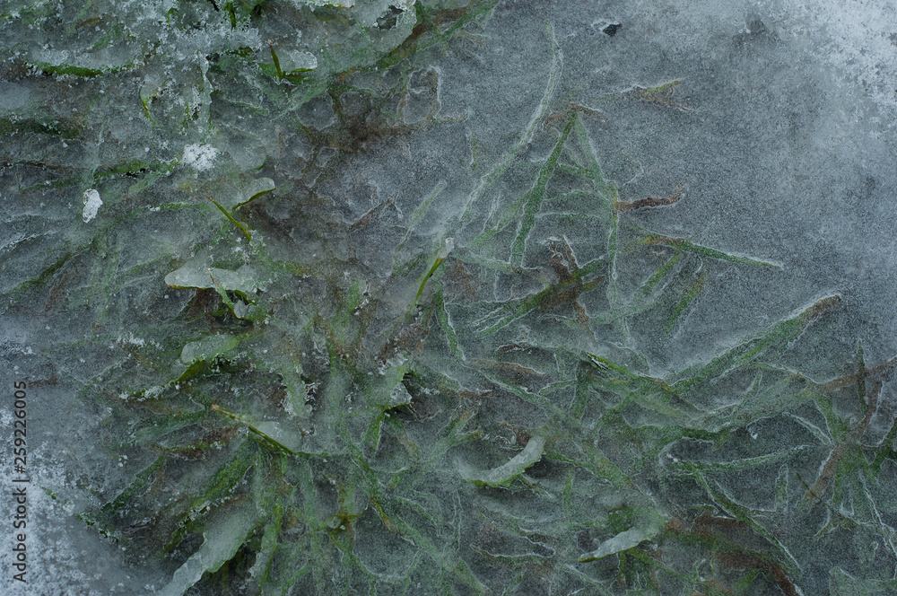 Naklejka premium Green grass breaks through thick ice in winter