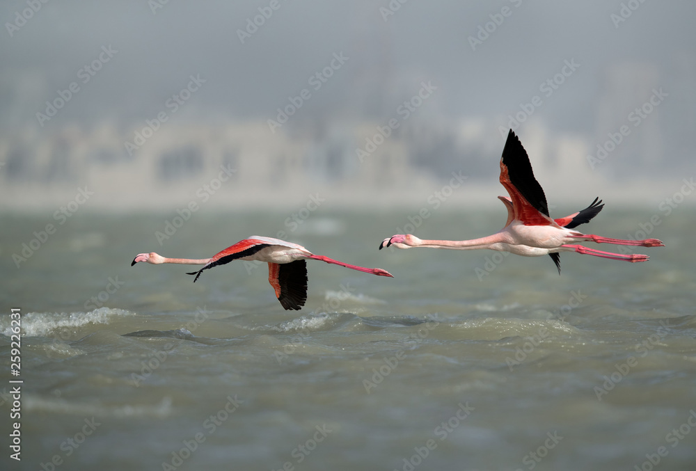 Greater Flamingos in flight at Eker creek, Bahrain 