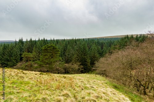 A view of a pines forest with green grass on the foreground under a cloudy white sky
