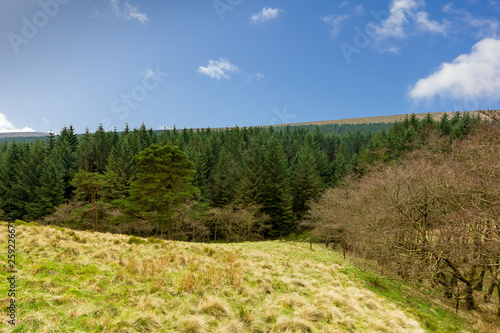 A view of a pines forest with green grass on the foreground under a majestic blue sky and white clouds