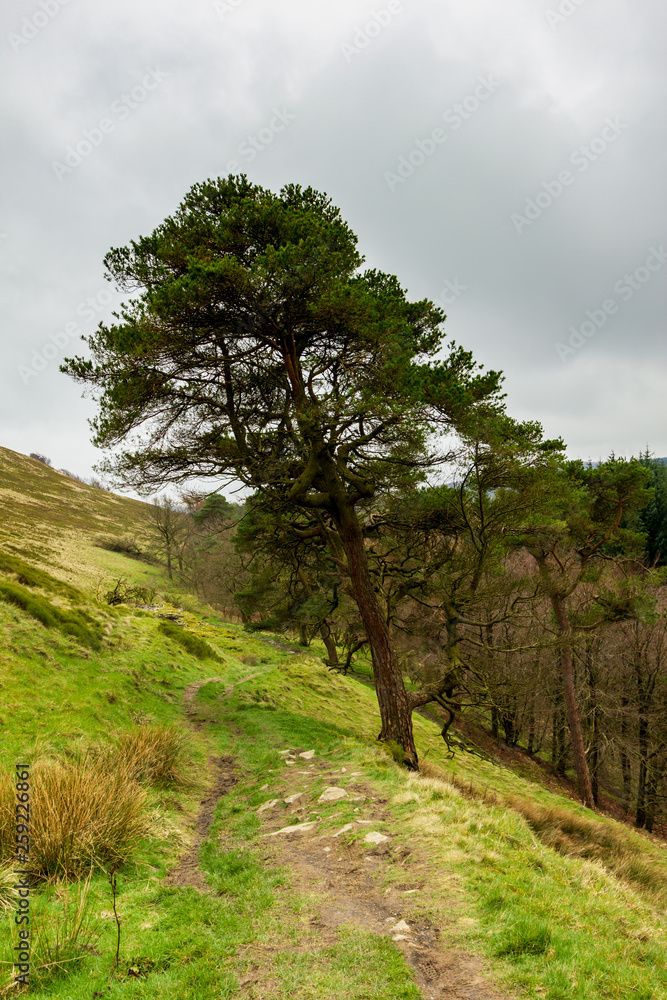 A view of a treil path along green vegetation and pines forest in the background under a cloudy white sky