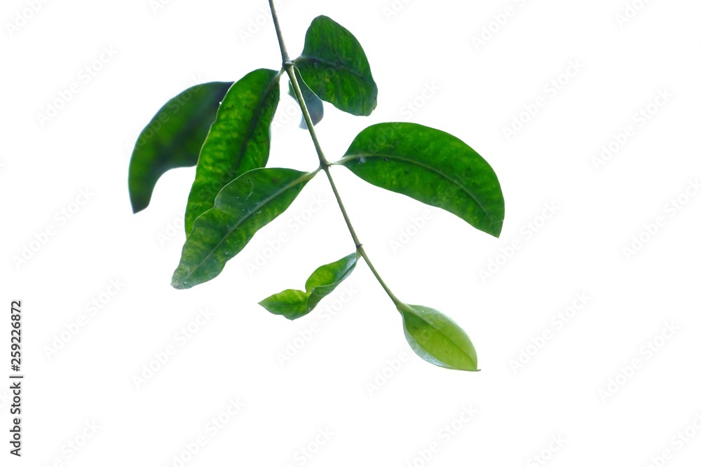 A twig of tropical plant leaves on white isolated background for green foliage backdrop A twig of tropical plant leaves on white isolated background for green foliage backdrop