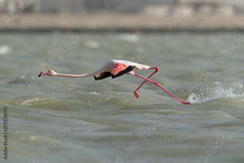 Greater Flamingos running to flying at Eker creek, Bahrain 