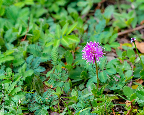 Sunshine Mimosa Power Puff A Small Purple Spiked Flower Native To Florida Stock Photo Adobe Stock