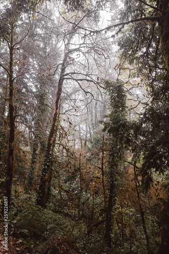 trees in the forest