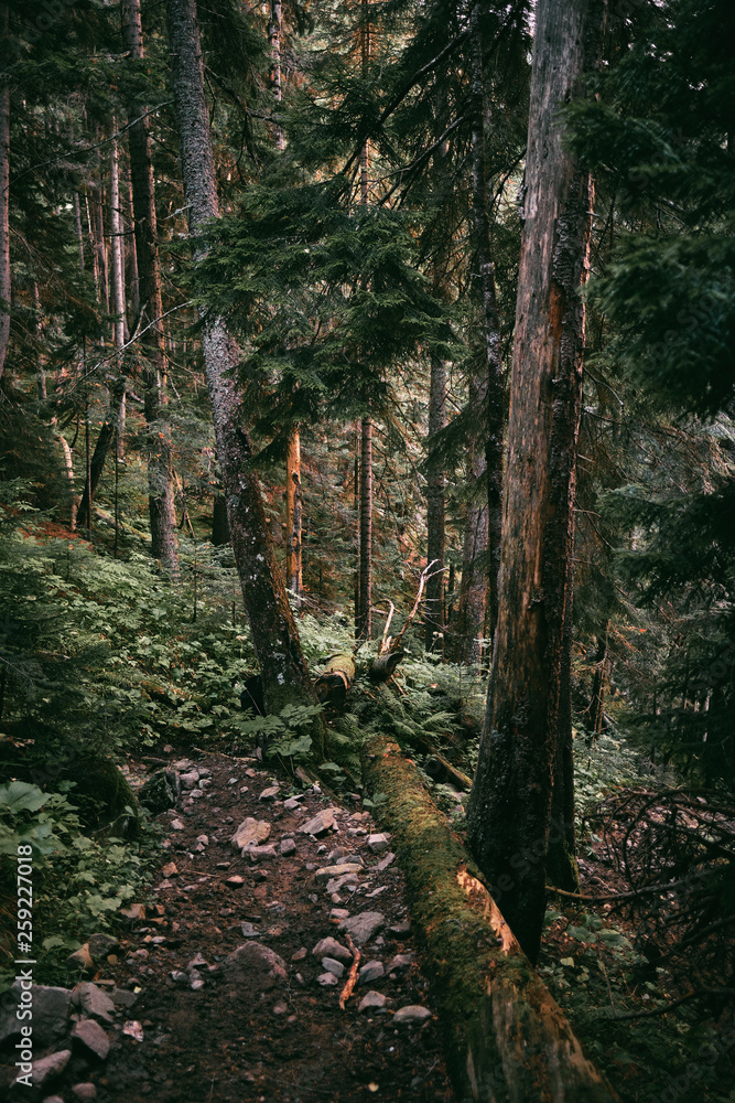 Obraz premium fallen tree in the forest
