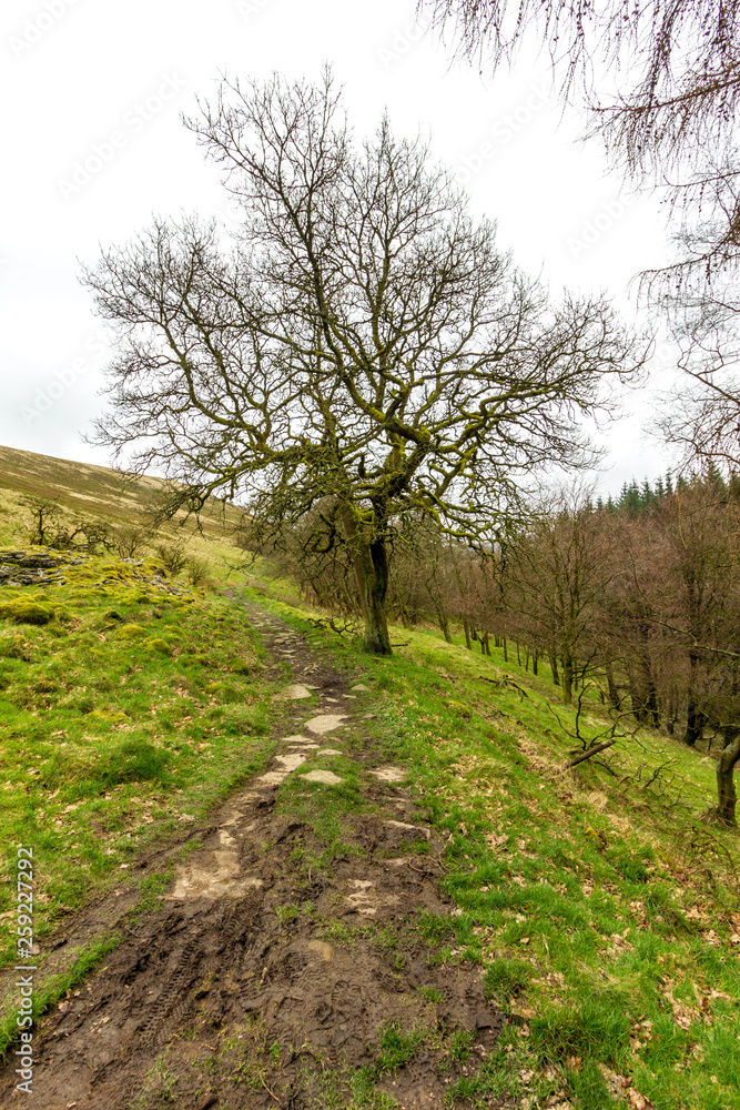 A view of a muddy trail path with green vegetation and naked trees under a white cloudy sky