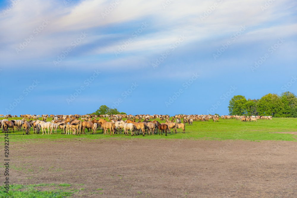 Obraz premium panorama of a large herd of many horses grazing on a green meadow, summer hot day, against the large blue sky