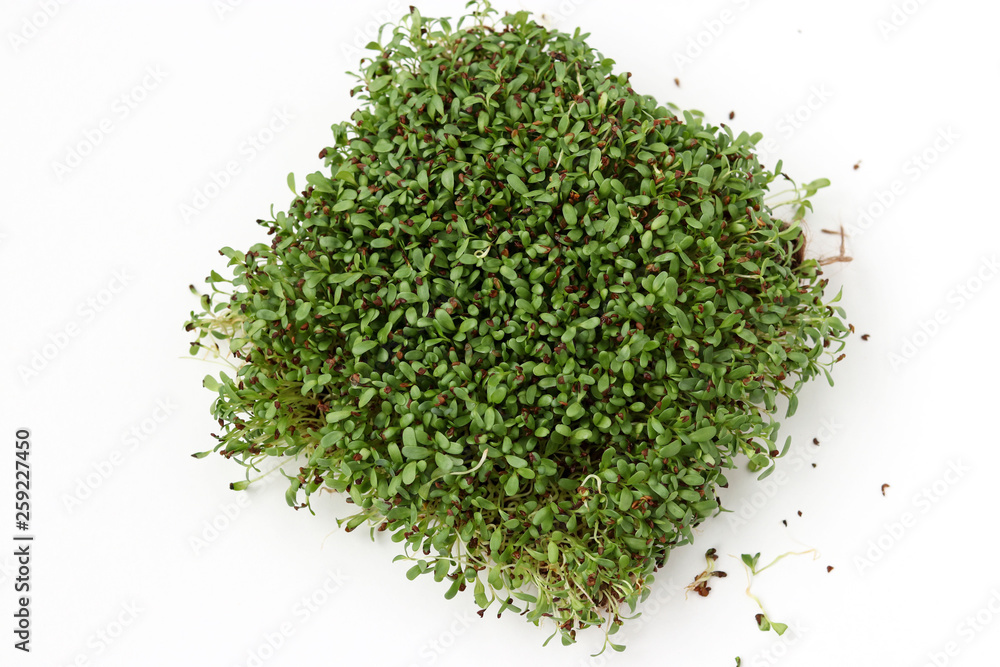 Alfalfa microgreen is located on a white background, top view Alfalfa microgreen is located on a white background, top view
