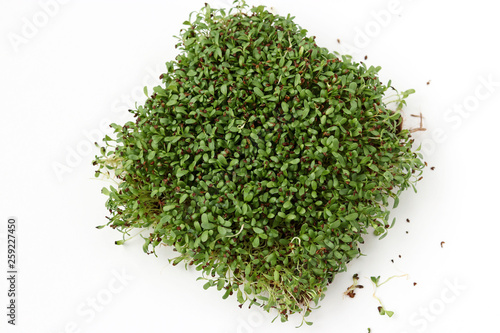 Alfalfa microgreen is located on a white background, top view