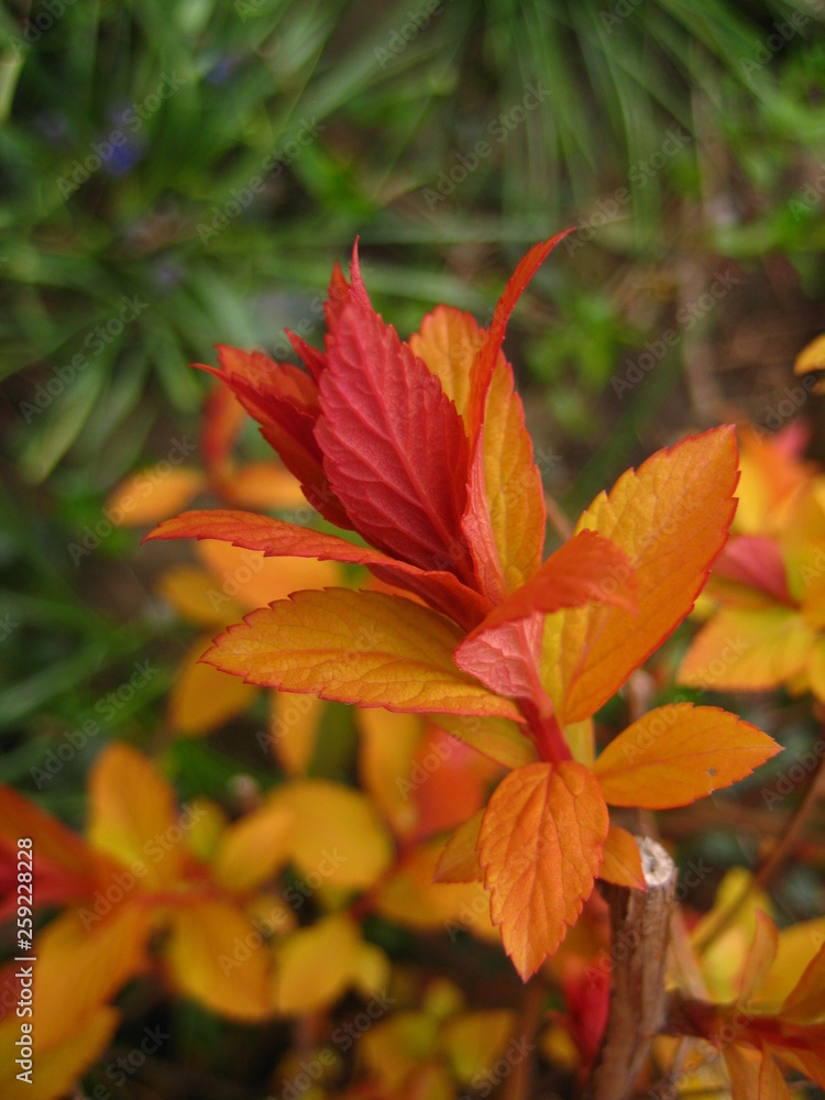Red spring leaves of spiraea. Red spring leaves of spiraea.