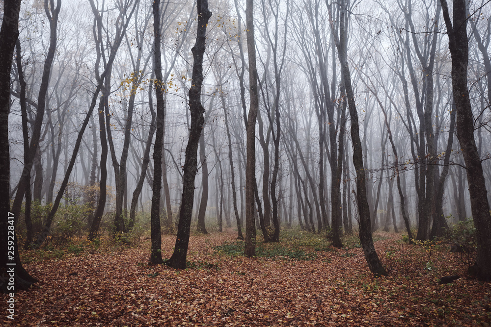 Obraz premium trees in the fog
