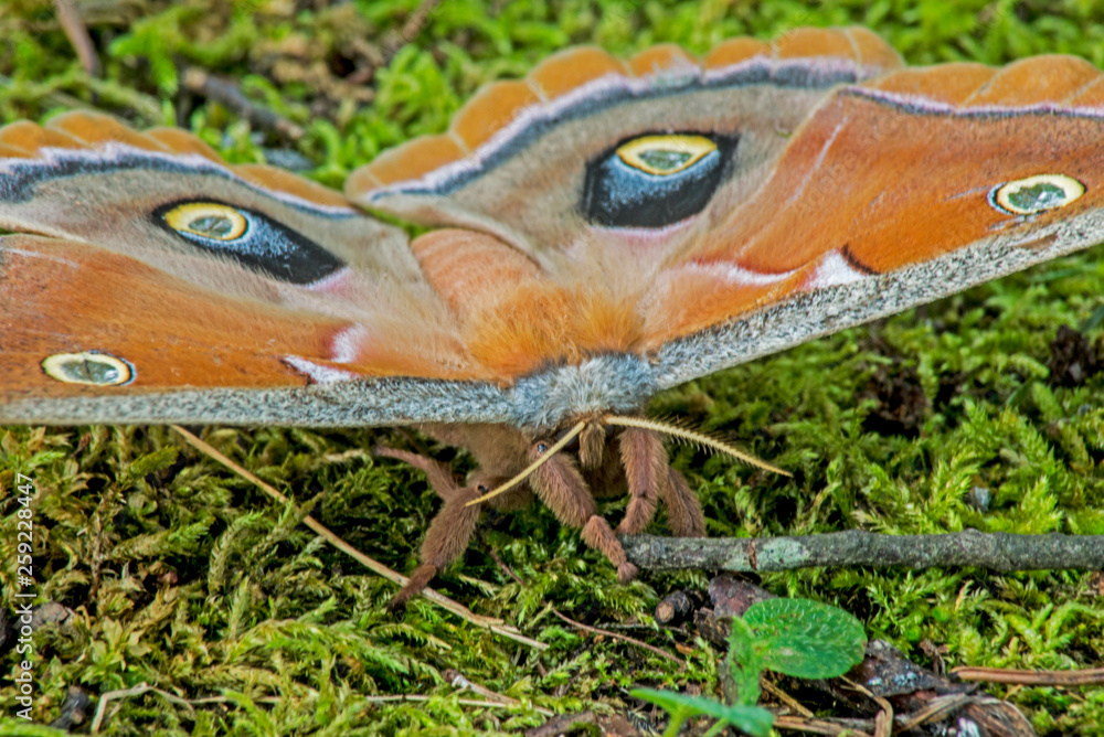 Obraz premium Closeup of a Polyphemus Moth sitting in green grass.