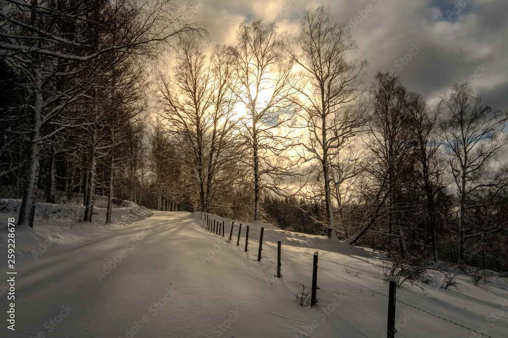 sun behind trees in the background and a winter path leading towards the forest sun behind trees in the background and a winter path leading towards the forest