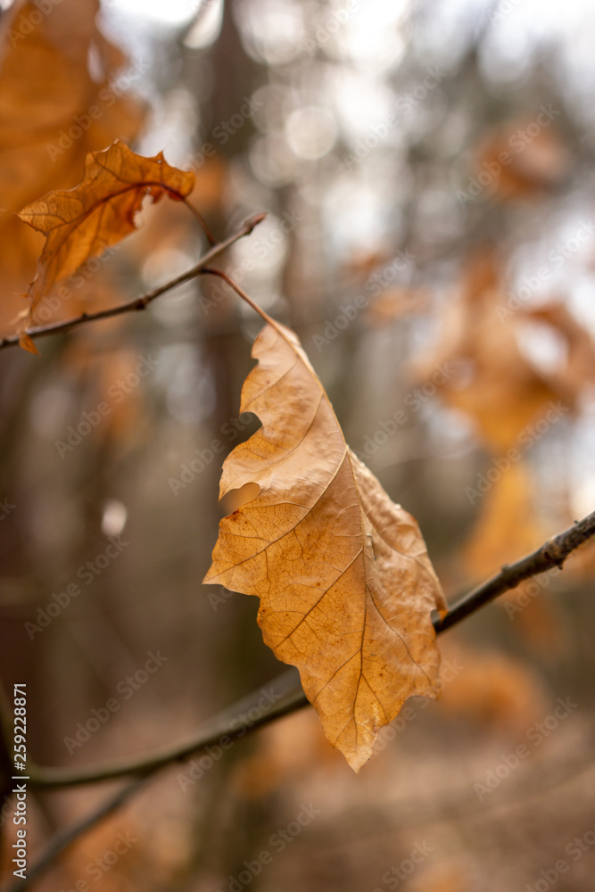 Dried autumn leaf Dried autumn leaf