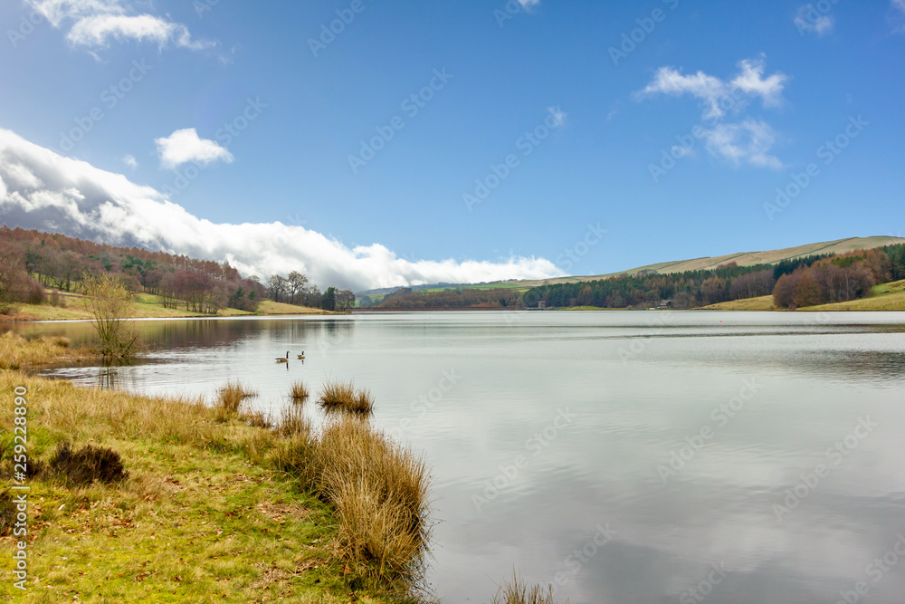 A view of a calm lake with some ducks surrounded with trees and green vegetation under a majestic blue sky and white clouds A view of a calm lake with some ducks surrounded with trees and green vegetation under a majestic blue sky and white clouds